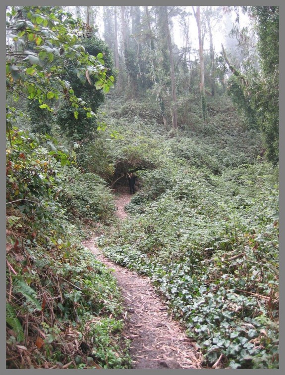 trail trail