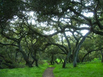 OakWood1